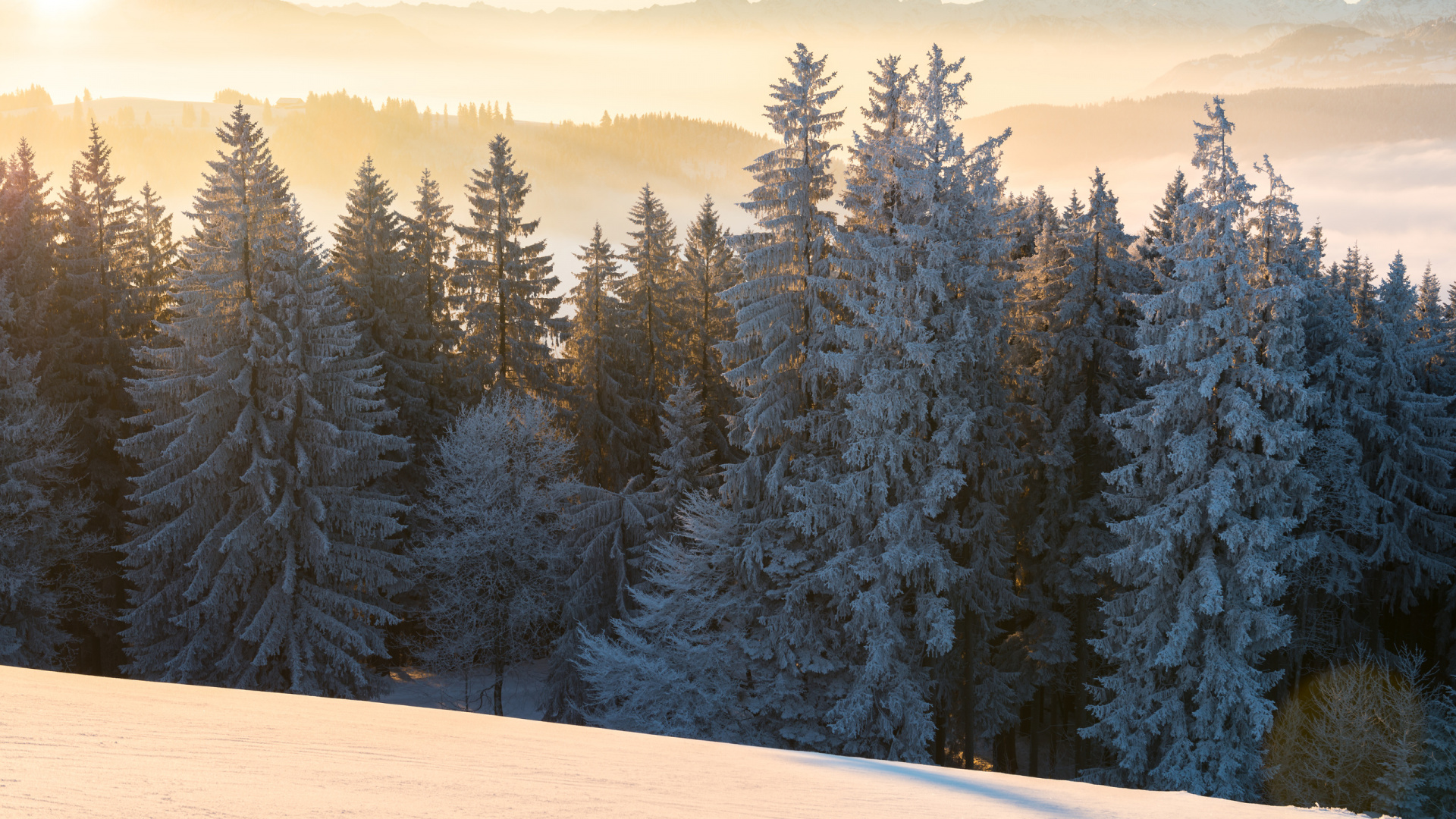 Tagsüber Grüne Pinien Auf Schneebedecktem Boden. Wallpaper in 1920x1080 Resolution