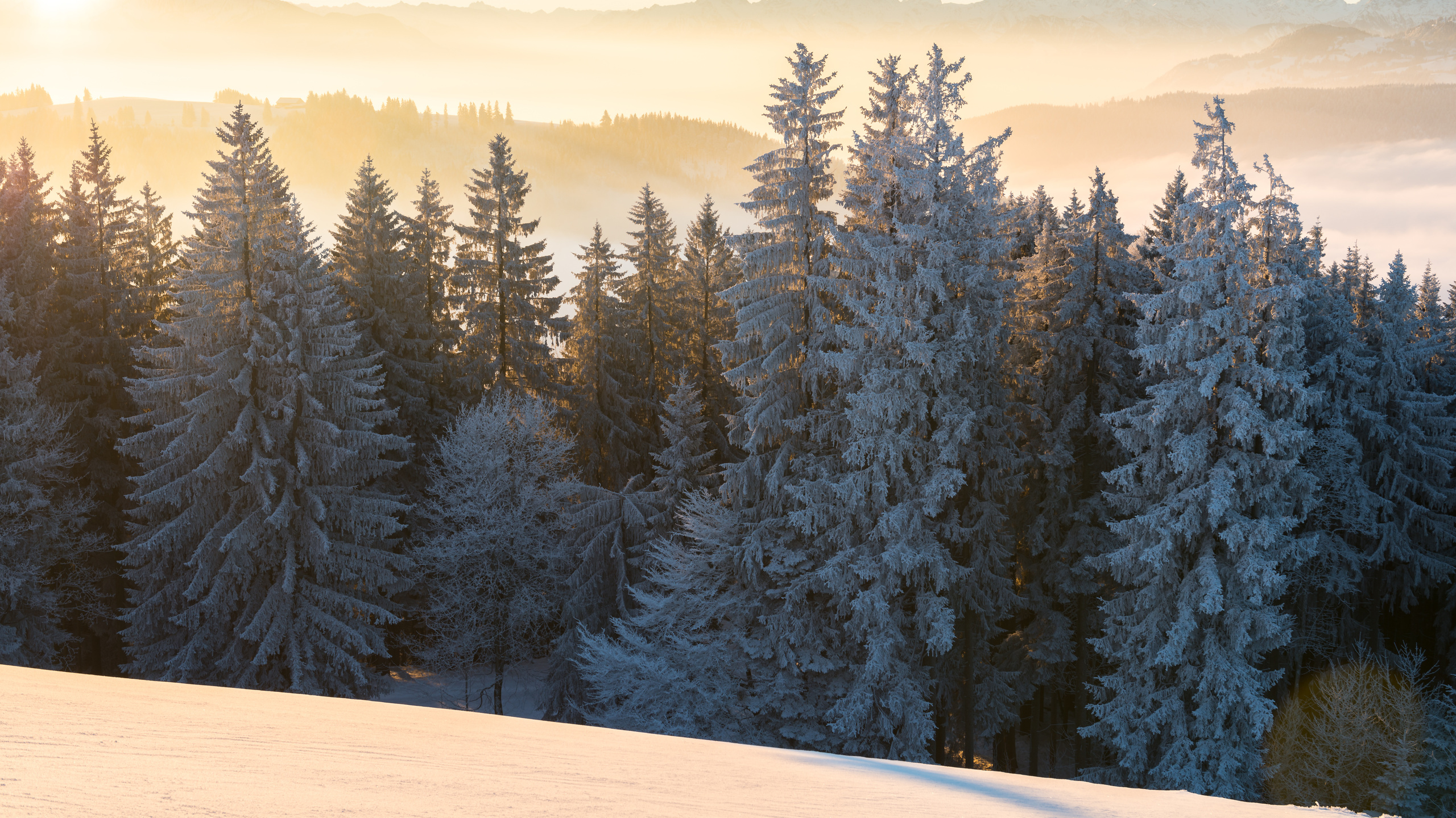 Tagsüber Grüne Pinien Auf Schneebedecktem Boden. Wallpaper in 2560x1440 Resolution