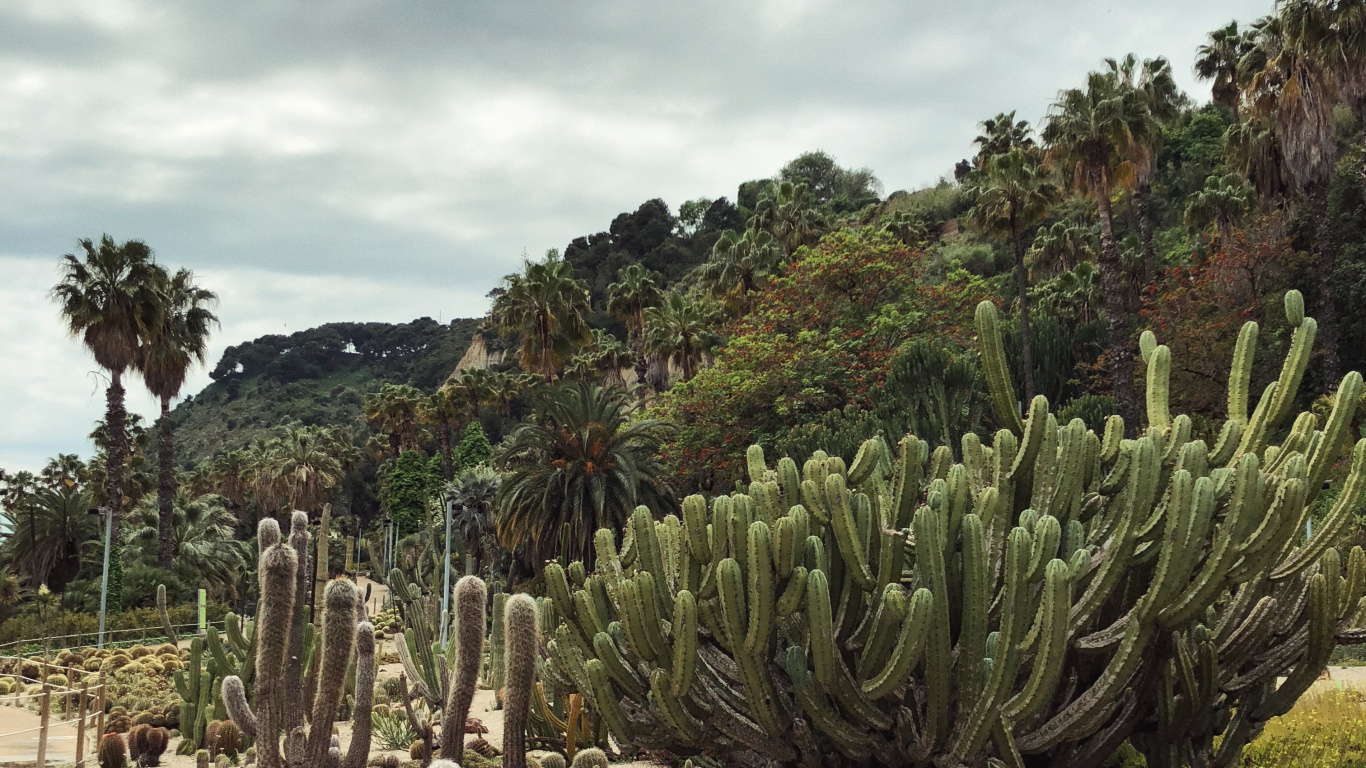 Végétation, Les Landes, Biome, Flore, Plante de la Communauté. Wallpaper in 1366x768 Resolution