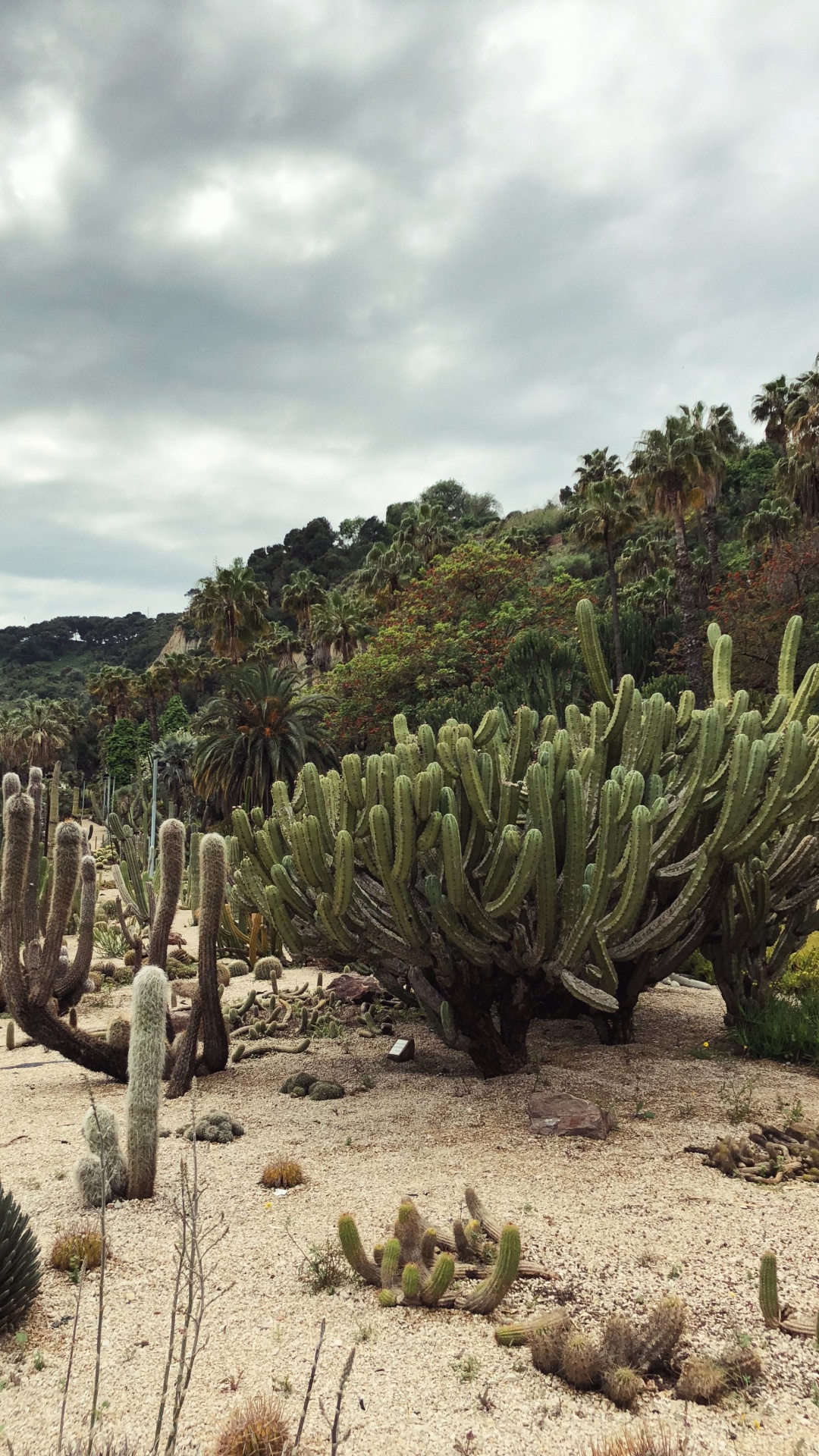 Vegetation, Shrubland, Biome, Landscape, Flora. Wallpaper in 1080x1920 Resolution