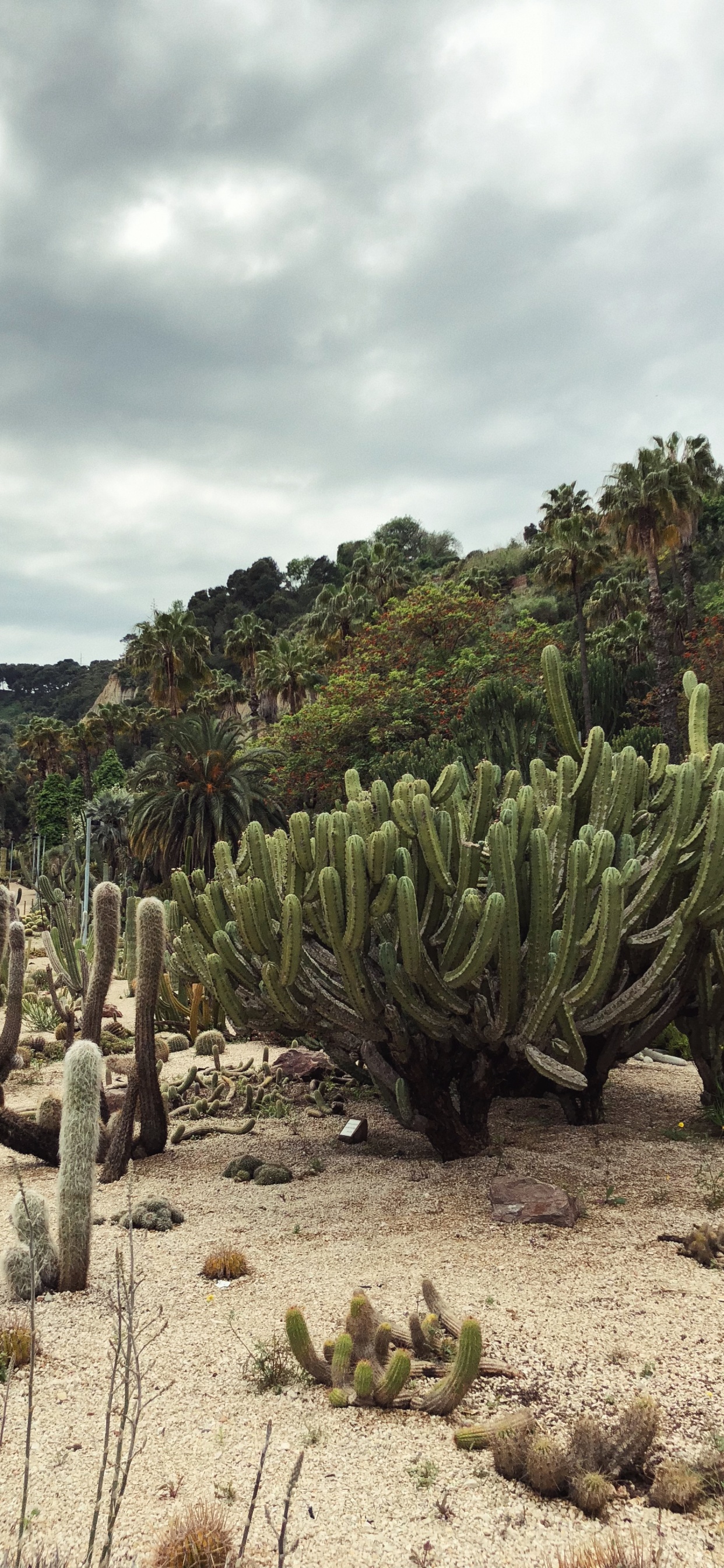 Vegetation, Shrubland, Biome, Landscape, Flora. Wallpaper in 1242x2688 Resolution