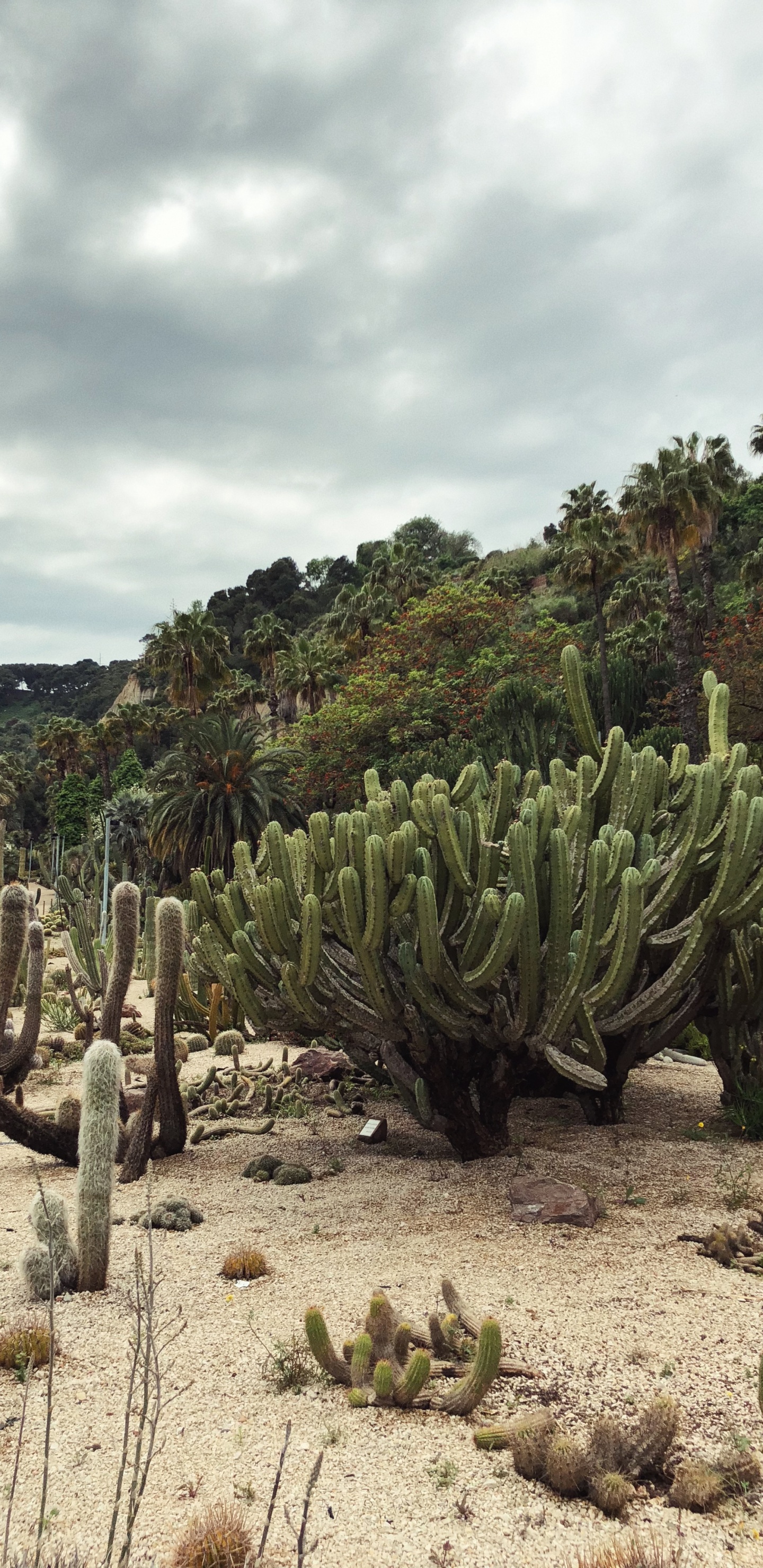 Vegetation, Shrubland, Biome, Landscape, Flora. Wallpaper in 1440x2960 Resolution