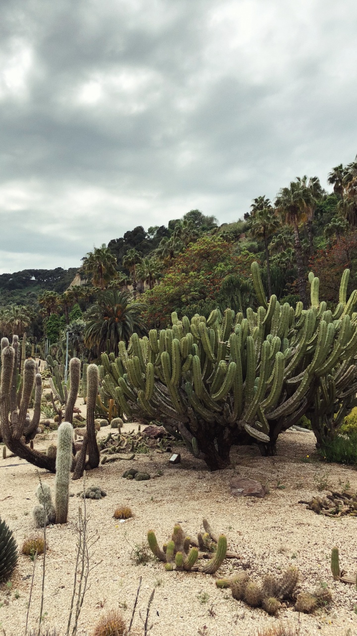 Vegetation, Shrubland, Biome, Landscape, Flora. Wallpaper in 720x1280 Resolution