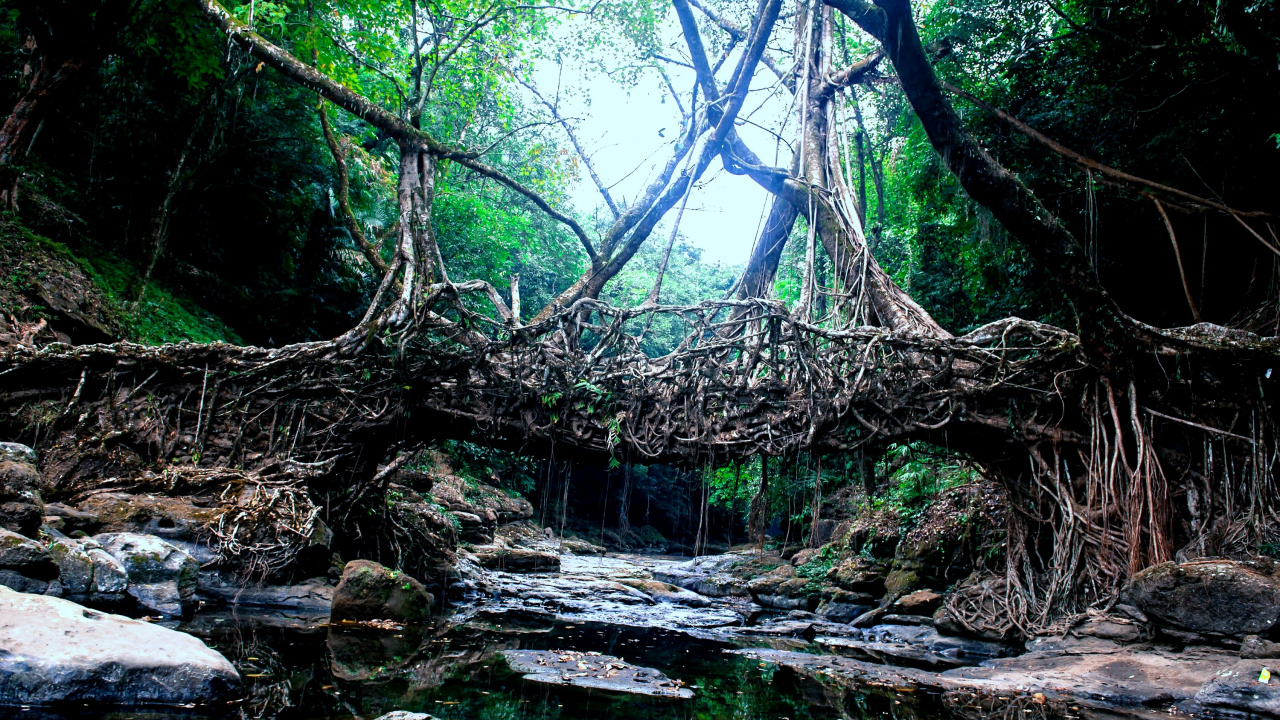 Green Trees on Brown Rock Formation During Daytime. Wallpaper in 1280x720 Resolution