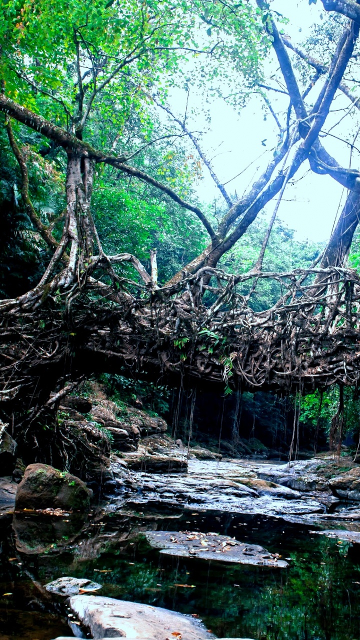 Árboles Verdes en la Formación de Roca Marrón Durante el Día. Wallpaper in 720x1280 Resolution