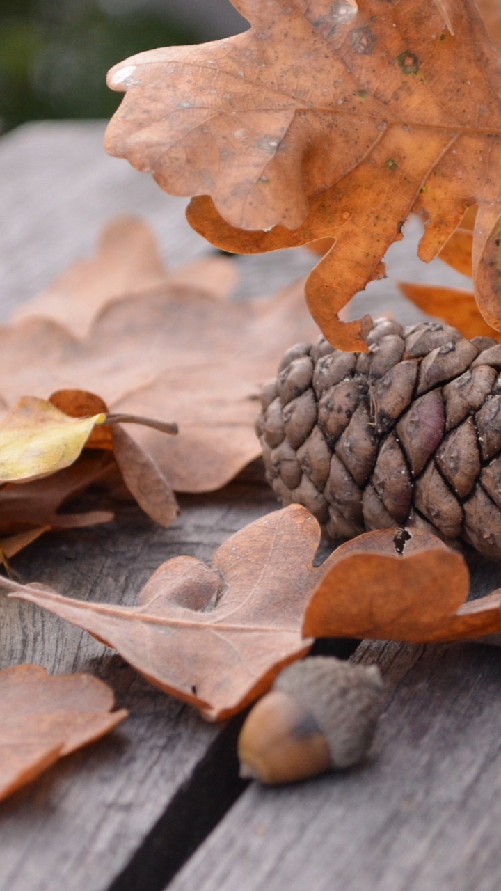 Brown Dried Leaf on Brown Wooden Table. Wallpaper in 720x1280 Resolution