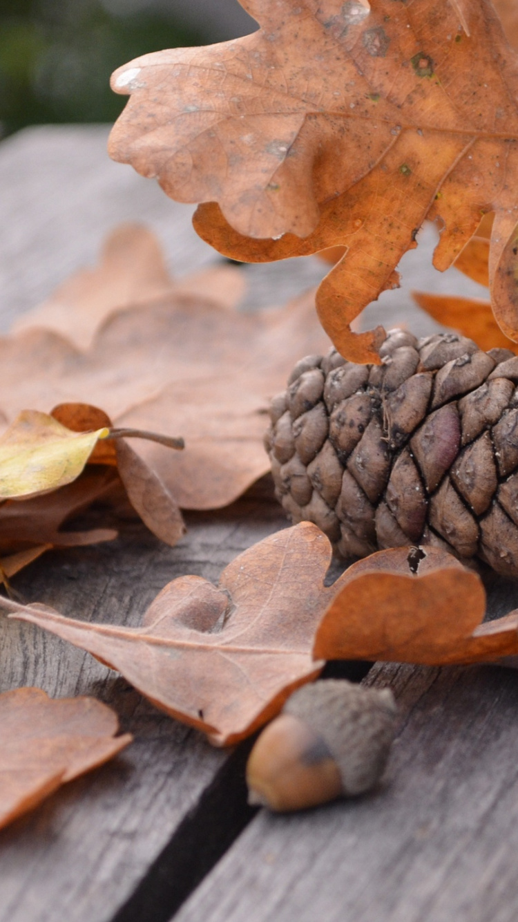 Brown Dried Leaf on Brown Wooden Table. Wallpaper in 750x1334 Resolution