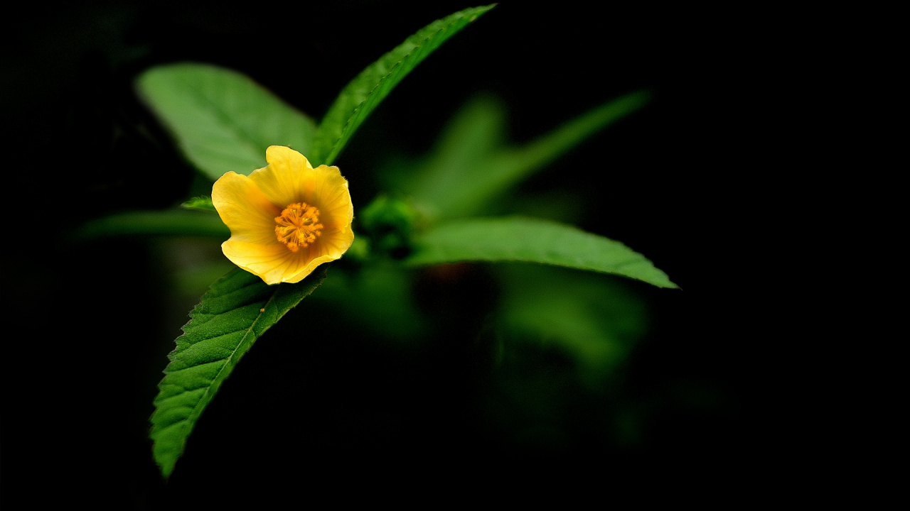 Yellow Flower in Black Background. Wallpaper in 1280x720 Resolution