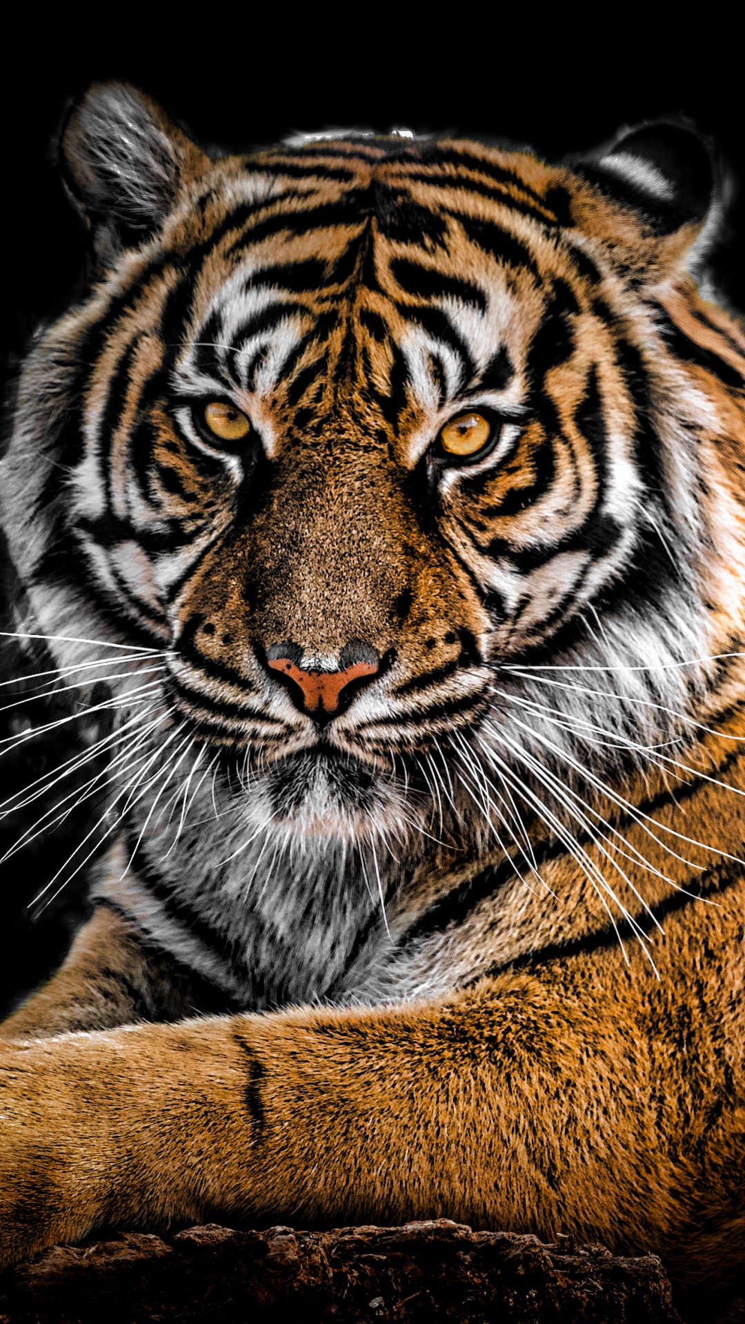 Brown and Black Tiger Lying on Ground. Wallpaper in 1080x1920 Resolution