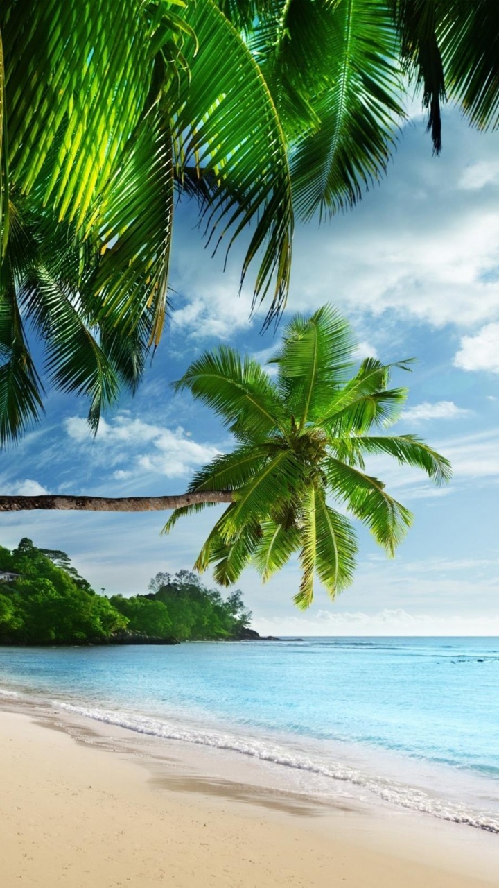 Green Palm Tree on Beach Shore During Daytime. Wallpaper in 720x1280 Resolution