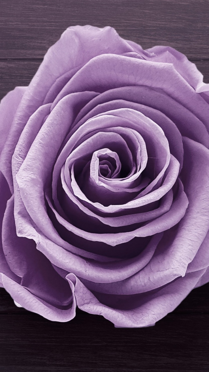 Grüne Rose Auf Weißem Holztisch. Wallpaper in 720x1280 Resolution