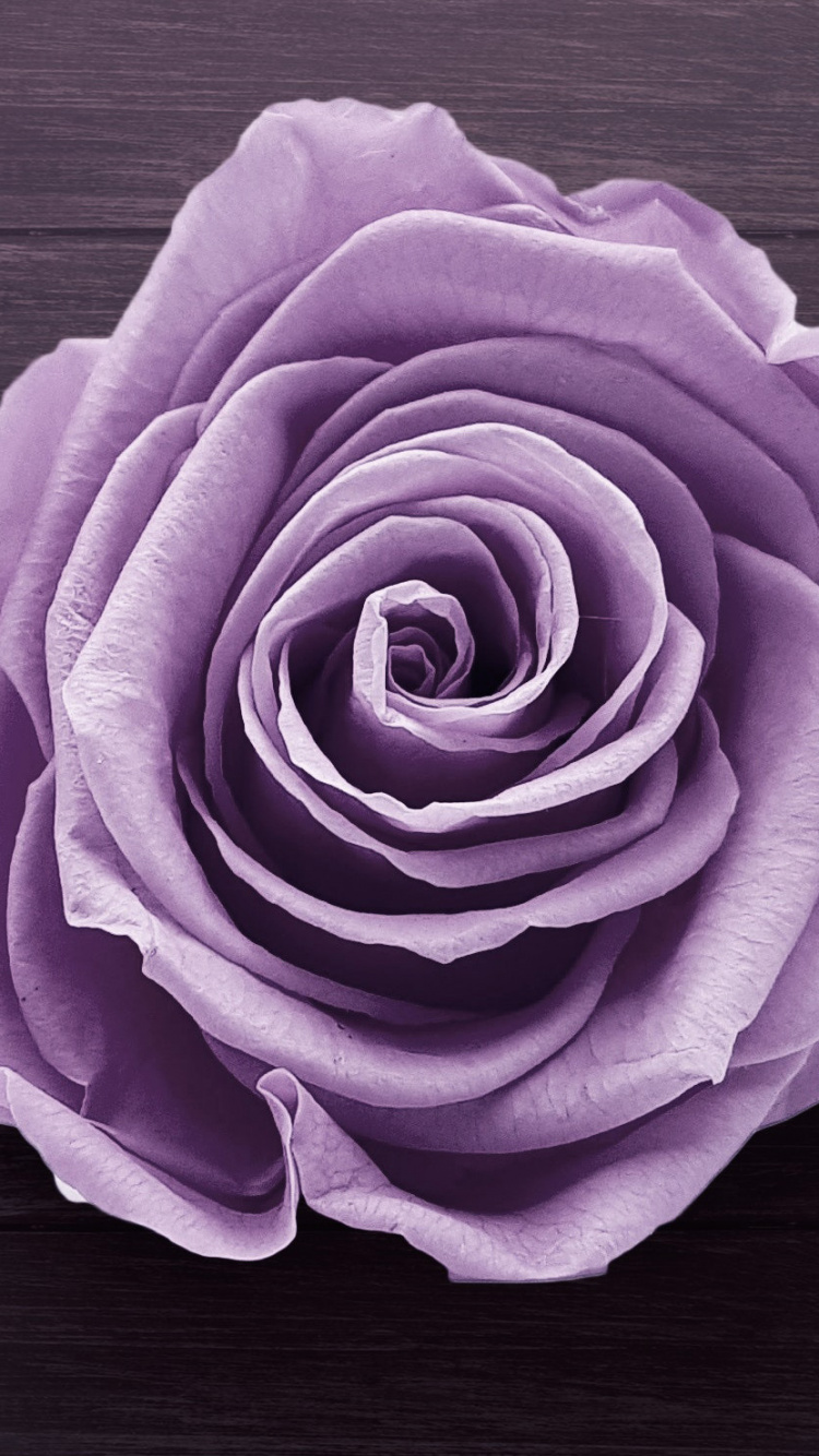 Rose Verte Sur Table en Bois Blanc. Wallpaper in 750x1334 Resolution