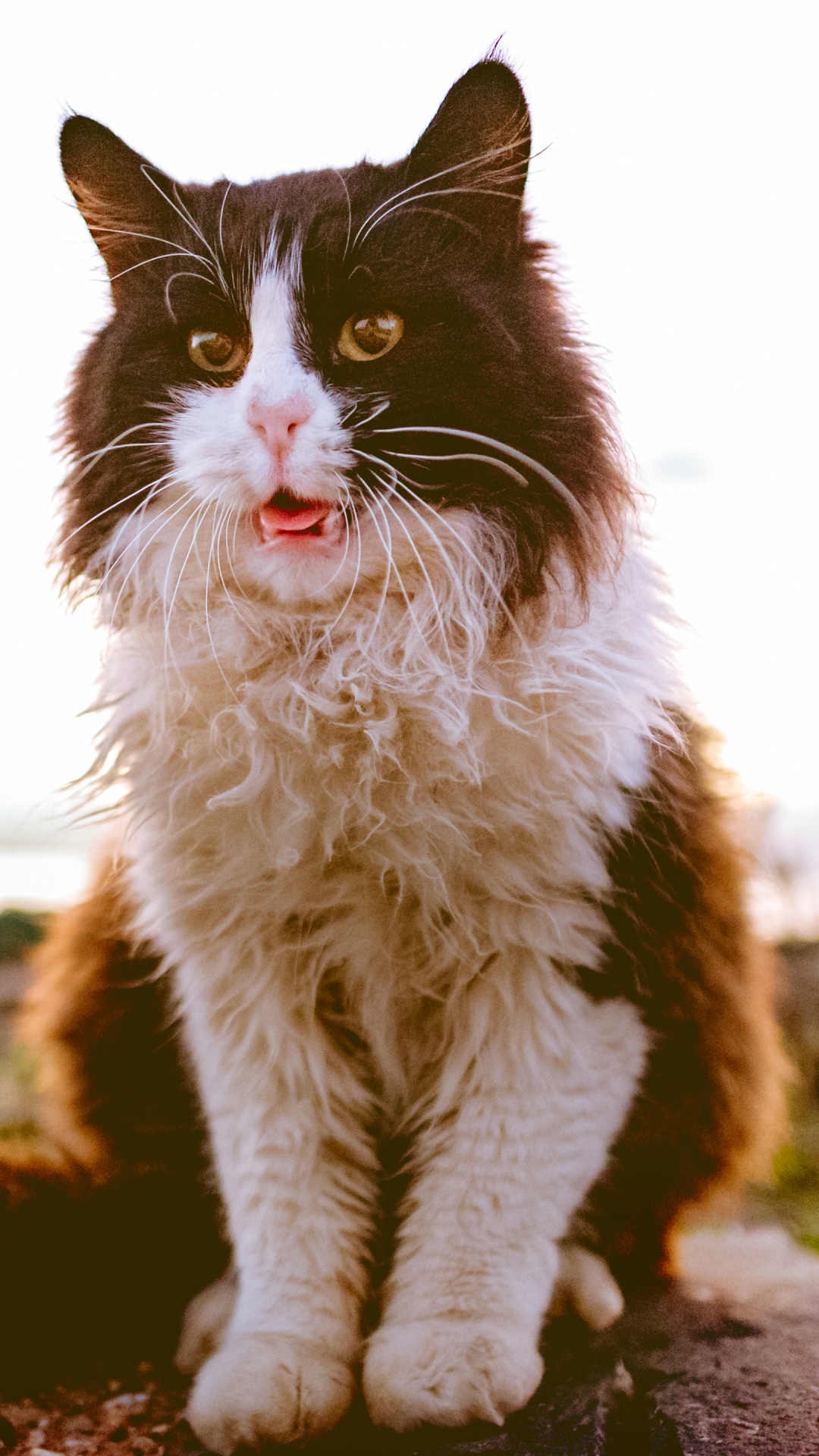 Black and White Cat on Brown Rock. Wallpaper in 1080x1920 Resolution