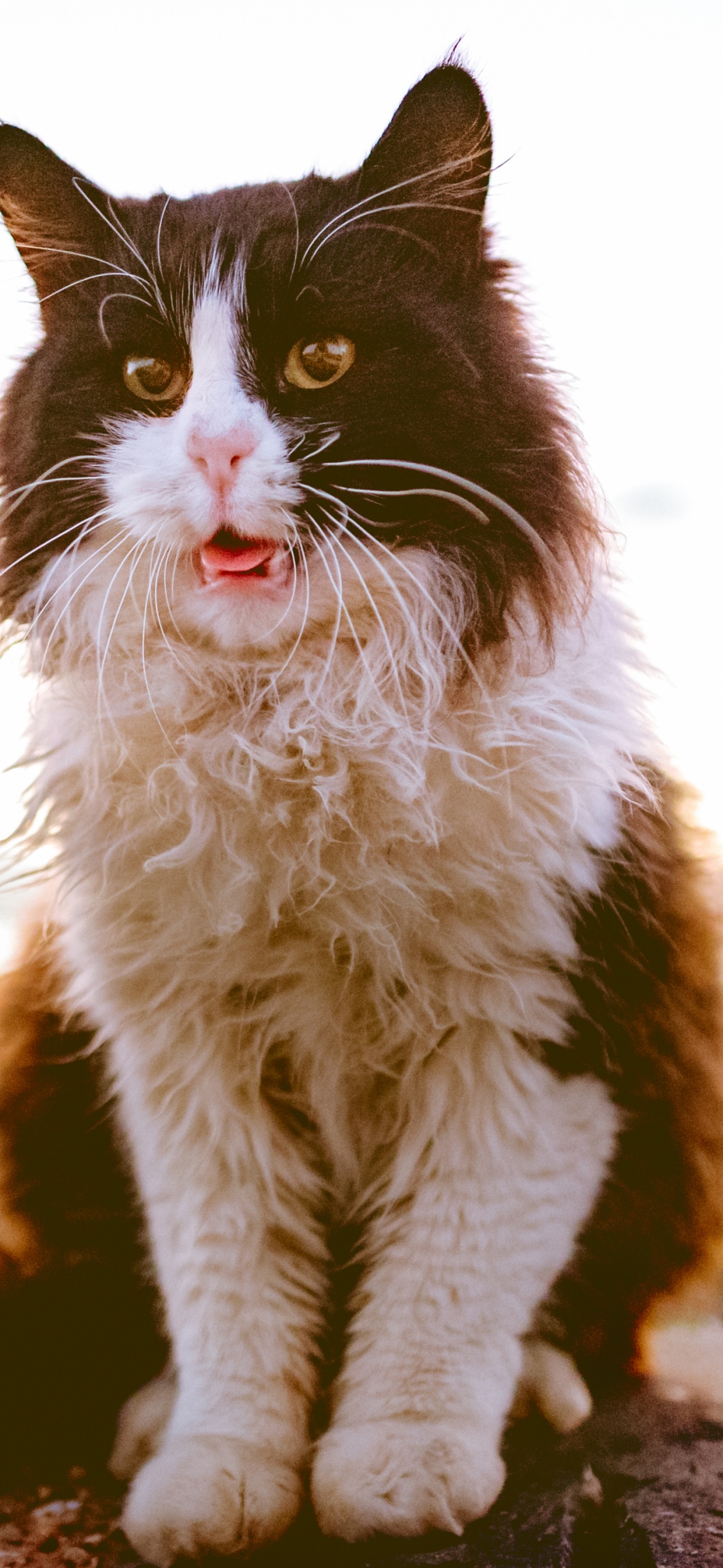 Black and White Cat on Brown Rock. Wallpaper in 1125x2436 Resolution