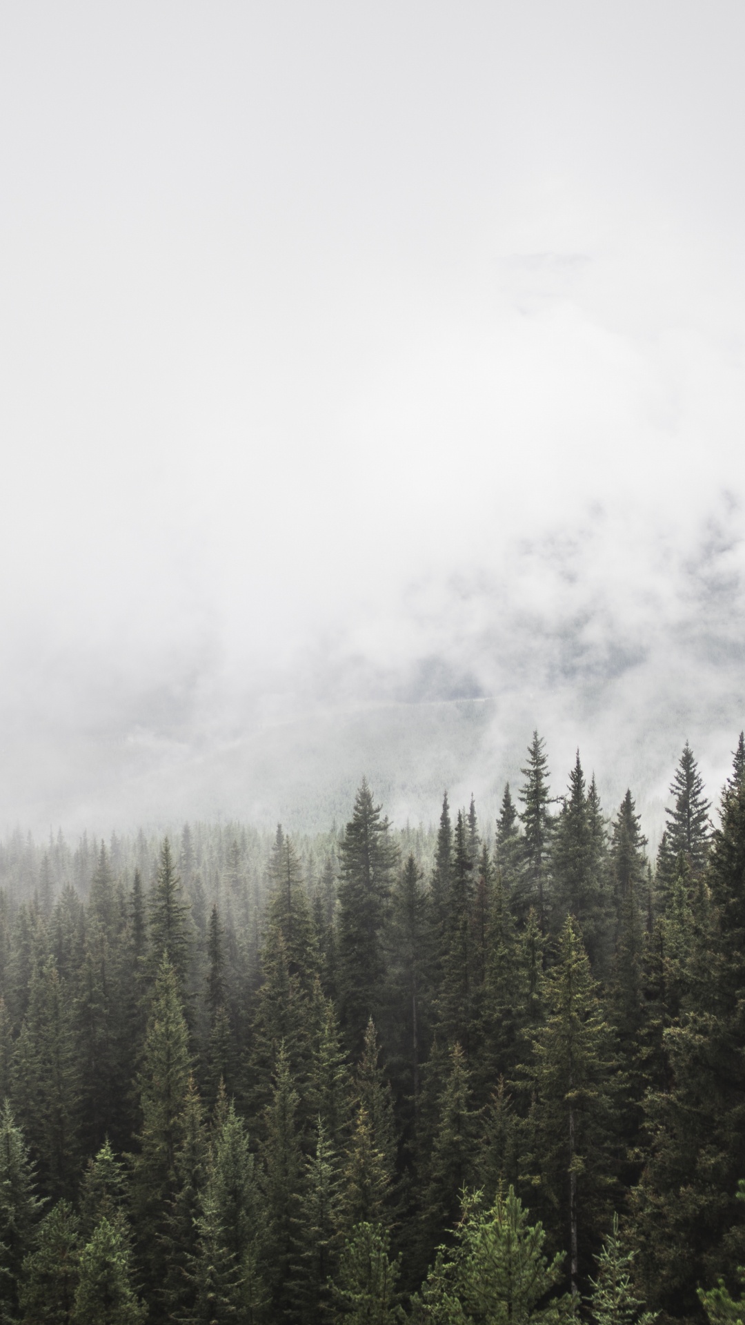 Pinos Verdes Bajo Nubes Blancas. Wallpaper in 1080x1920 Resolution