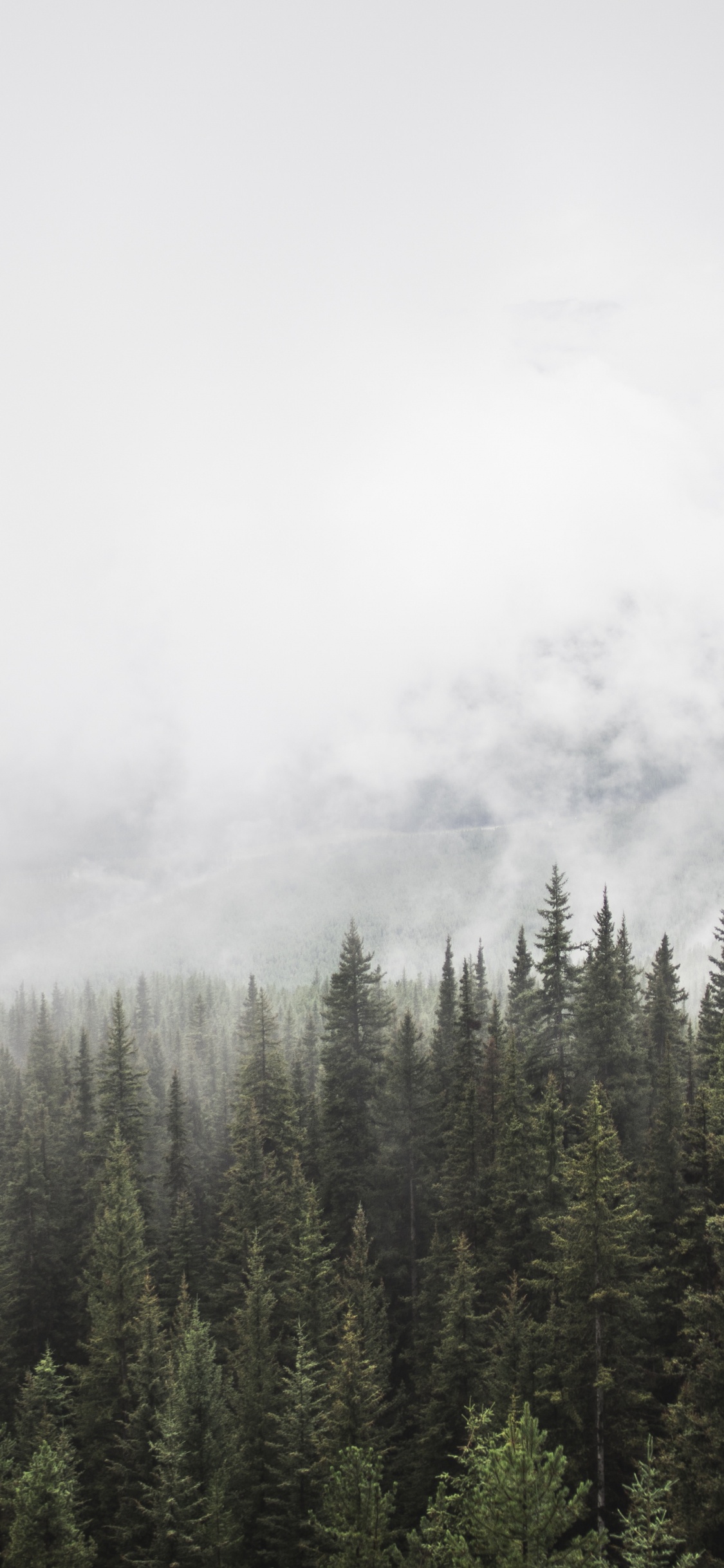 Pinos Verdes Bajo Nubes Blancas. Wallpaper in 1125x2436 Resolution