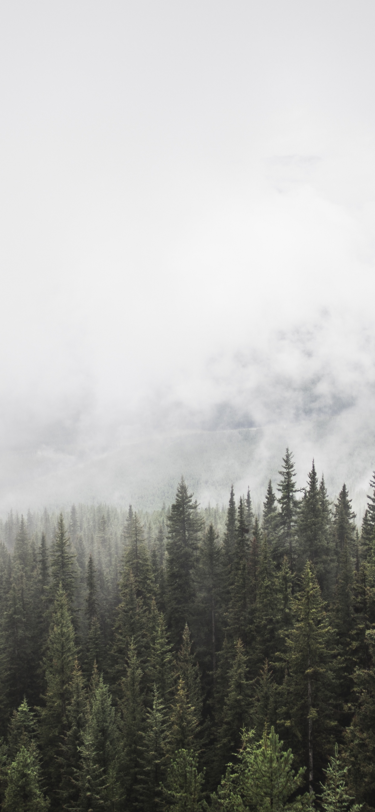 Pinos Verdes Bajo Nubes Blancas. Wallpaper in 1242x2688 Resolution