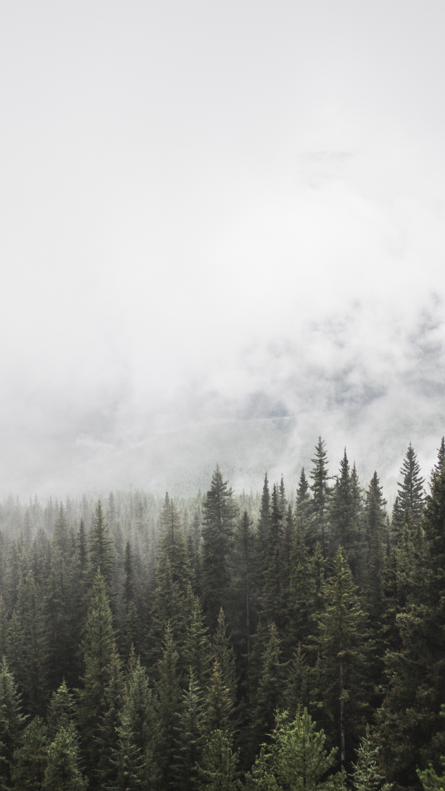 Pinos Verdes Bajo Nubes Blancas. Wallpaper in 1440x2560 Resolution