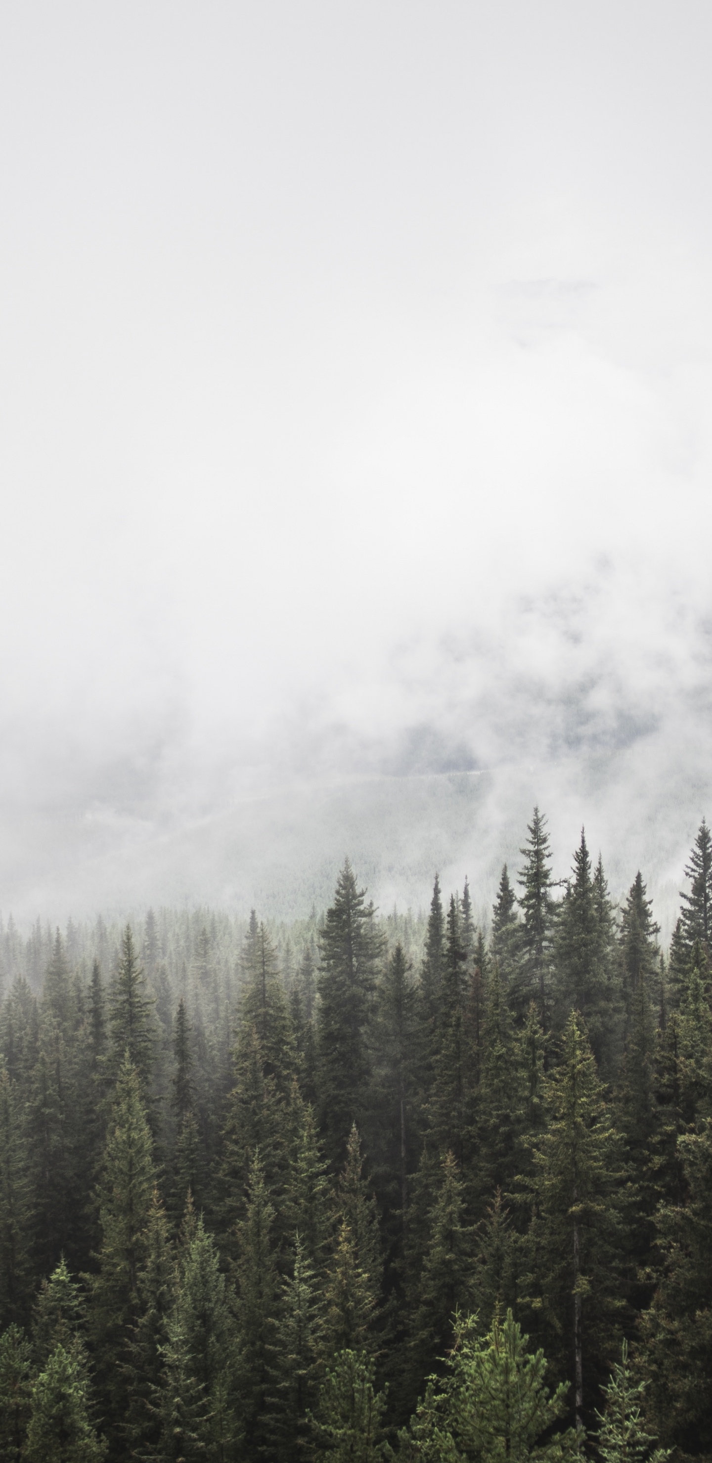 Green Pine Trees Under White Clouds. Wallpaper in 1440x2960 Resolution