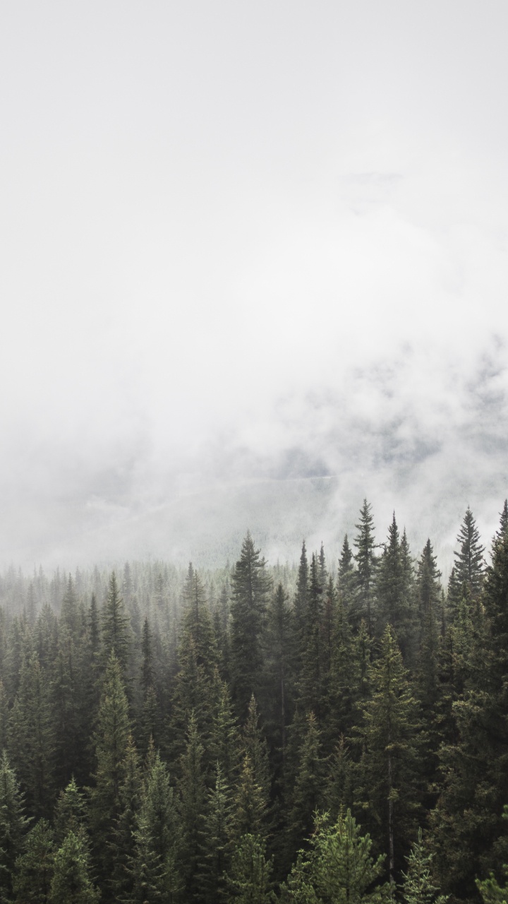 Green Pine Trees Under White Clouds. Wallpaper in 720x1280 Resolution