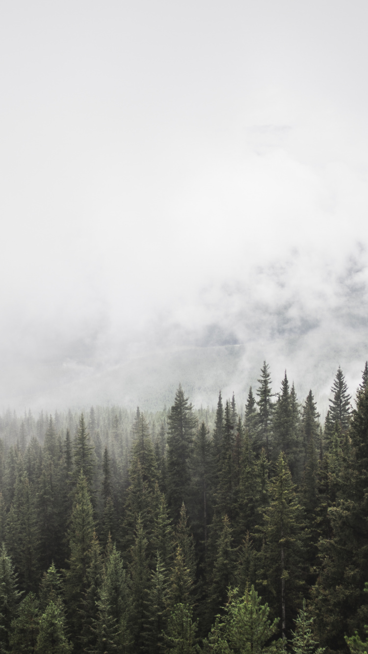 Green Pine Trees Under White Clouds. Wallpaper in 750x1334 Resolution