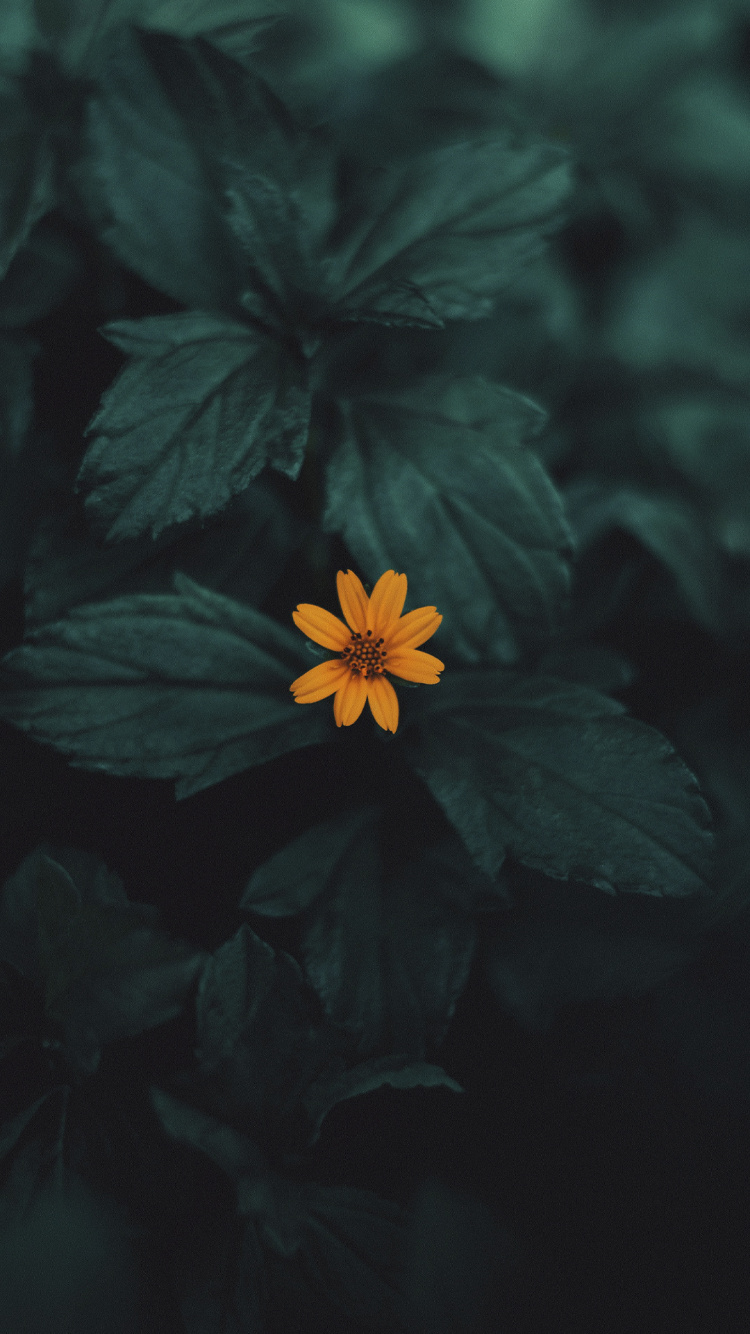 Flora, Blütenblatt, Terrestrische Pflanzen, Krautige Pflanze, Farbtöne Und Schattierungen. Wallpaper in 750x1334 Resolution