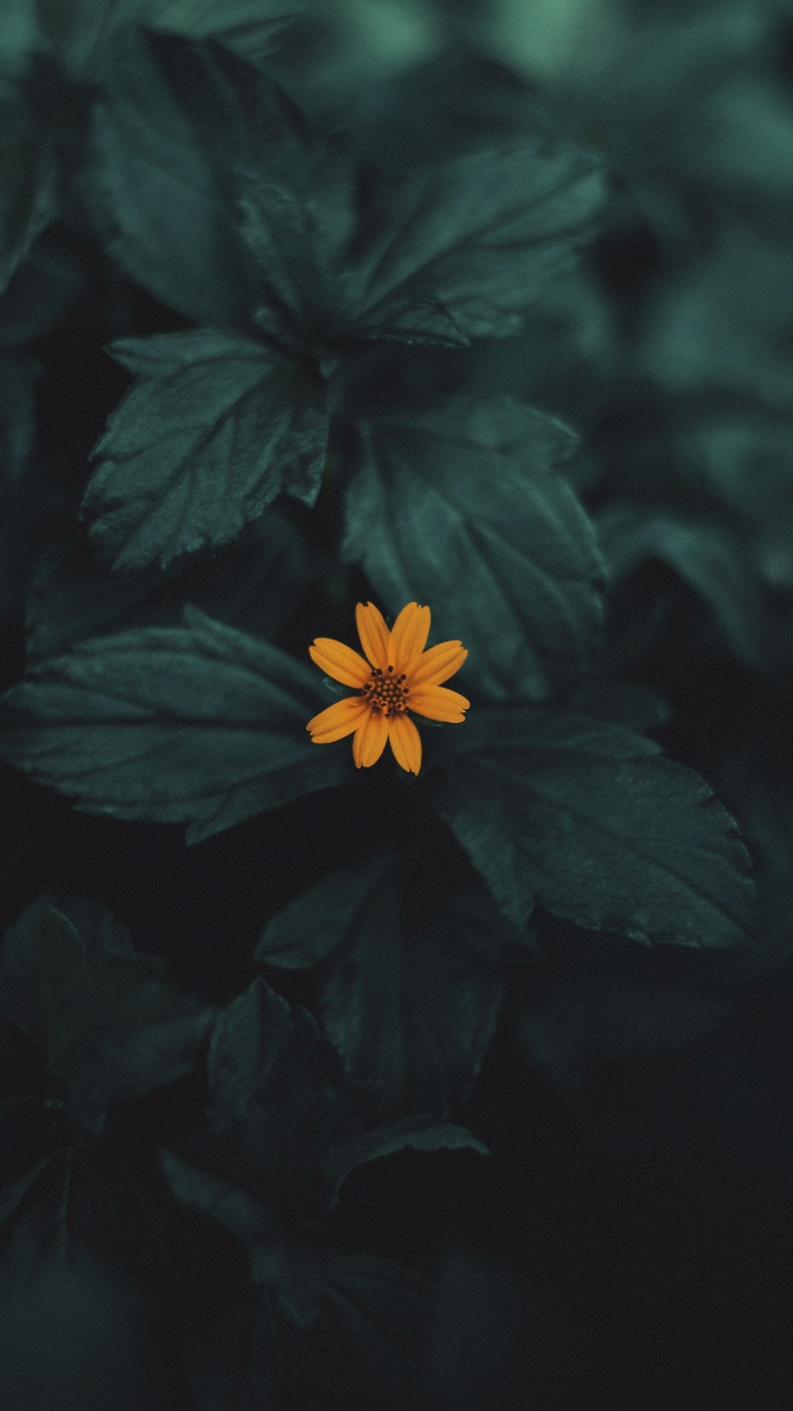 Flora, Flower, Plant, Petal, Terrestrial Plant. Wallpaper in 720x1280 Resolution