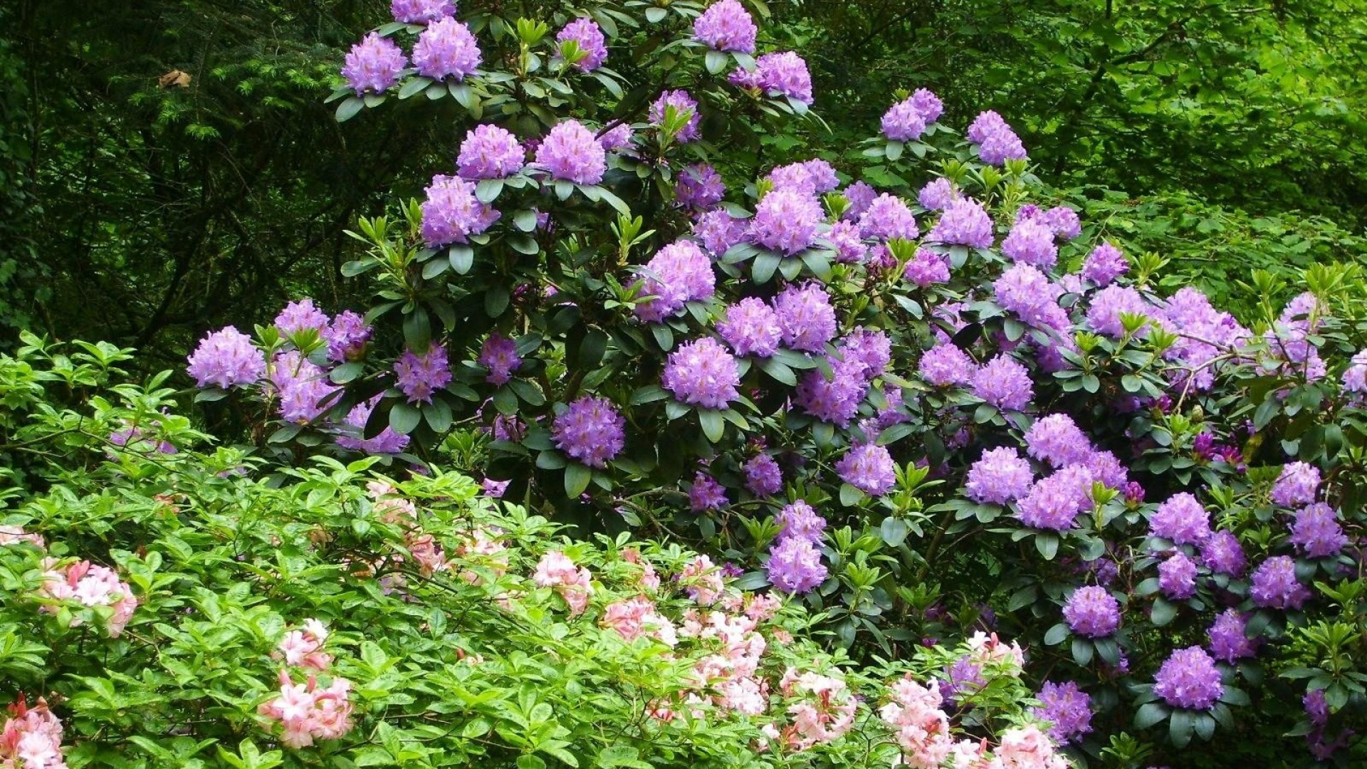 Purple Flowers With Green Leaves. Wallpaper in 1920x1080 Resolution