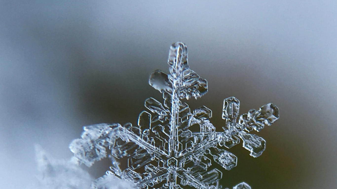 Nouvelle Année, Congélation, Hiver, Rameau, Gel. Wallpaper in 1366x768 Resolution