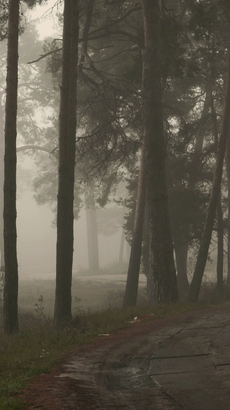 Brown Trees on The Forest. Wallpaper in 750x1334 Resolution