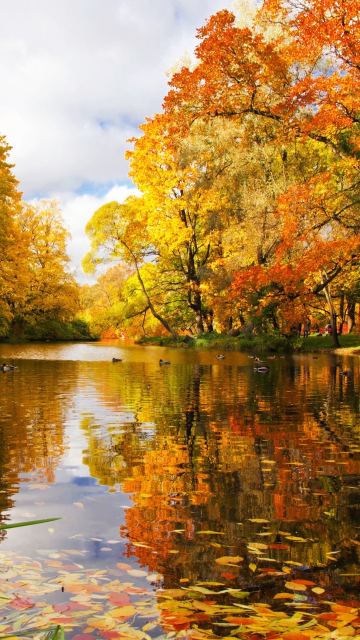 Green and Yellow Trees Beside River Under Cloudy Sky During Daytime. Wallpaper in 720x1280 Resolution