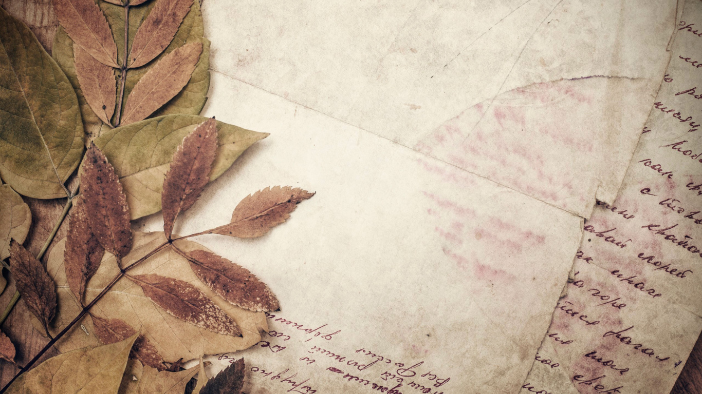 Braune Blätter Auf Weißem Papier. Wallpaper in 1366x768 Resolution
