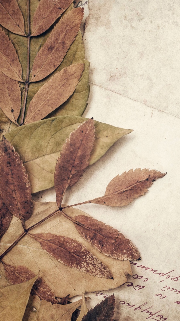 Brown Leaves on White Paper. Wallpaper in 720x1280 Resolution