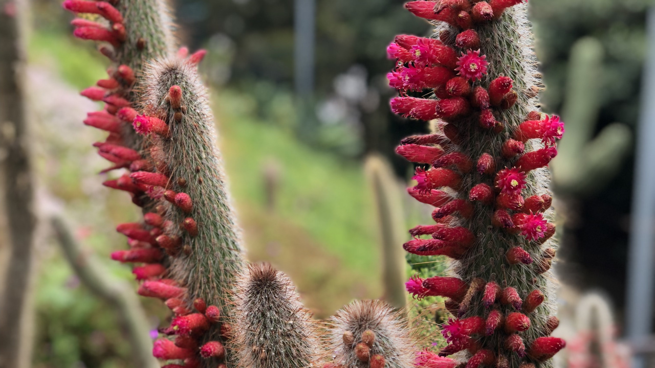 Cactus, la Física, Ciencia, la Vegetación, la Comunidad Vegetal. Wallpaper in 1280x720 Resolution