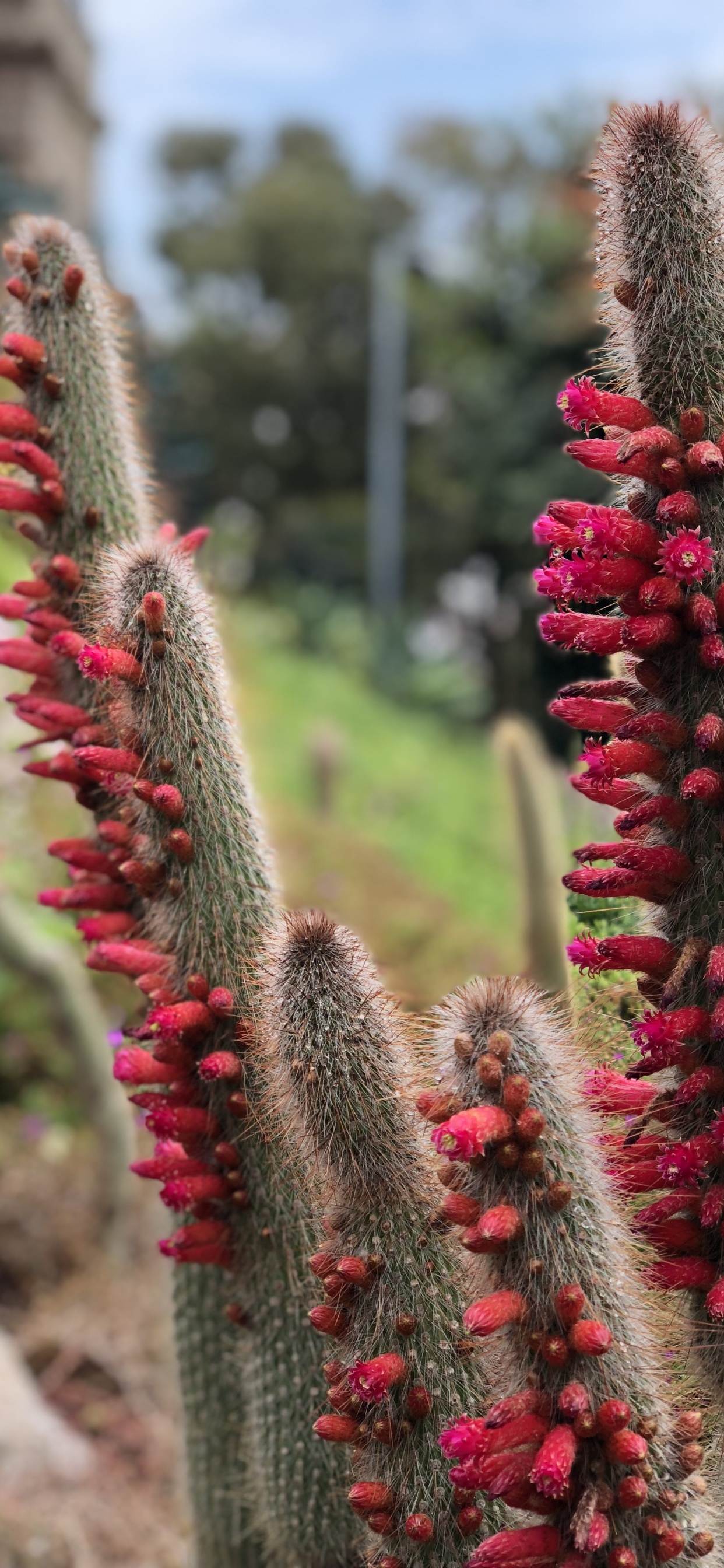 Flower, Cactus, Physics, Science, Vegetation. Wallpaper in 1242x2688 Resolution