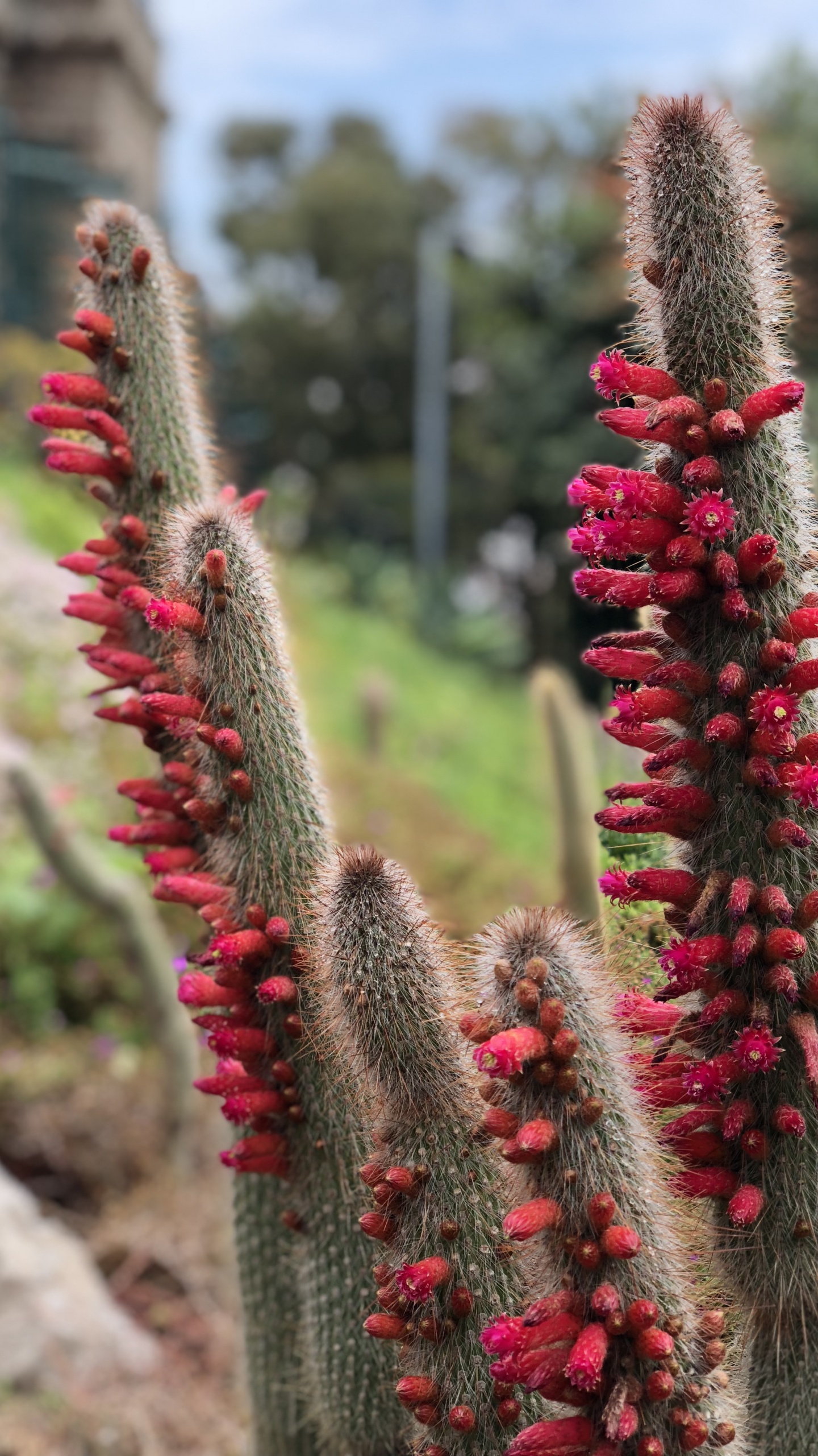 Flower, Cactus, Physics, Science, Vegetation. Wallpaper in 1440x2560 Resolution