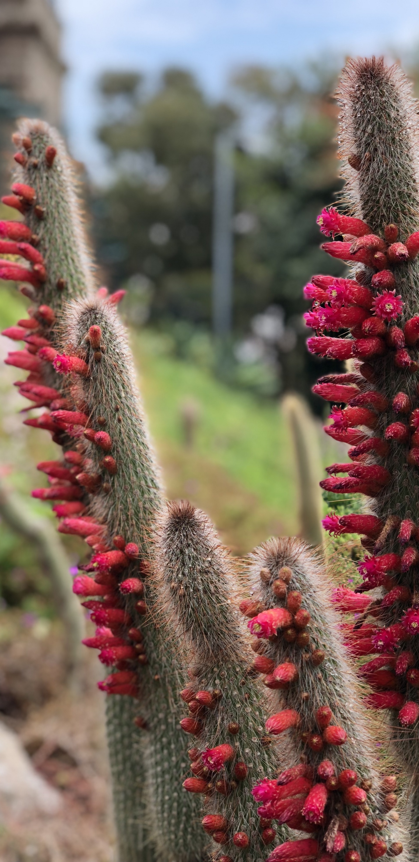 Flower, Cactus, Physics, Science, Vegetation. Wallpaper in 1440x2960 Resolution