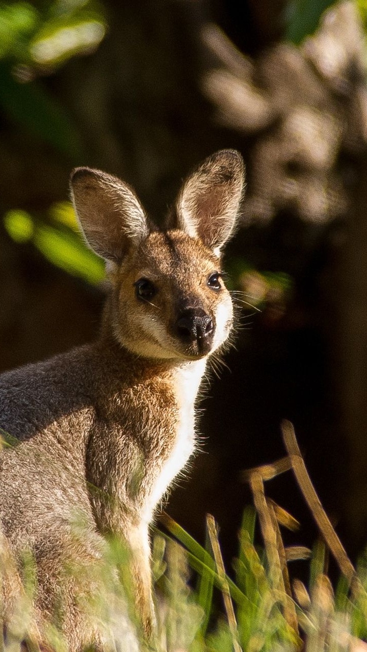 Canguro Gris Sobre la Hierba Verde Durante el Día. Wallpaper in 720x1280 Resolution