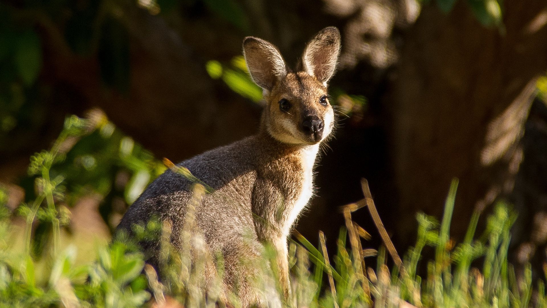 Gray Kangaroo on Green Grass During Daytime. Wallpaper in 1920x1080 Resolution