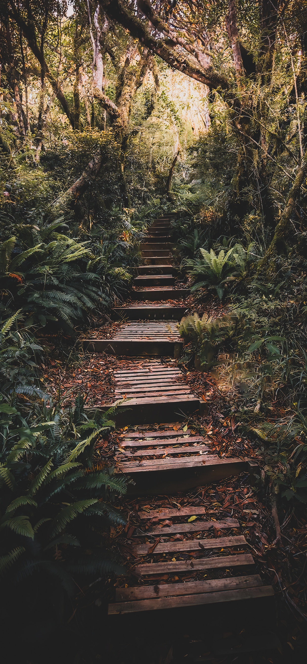 Natur, Pflanzen-Gemeinschaft, Holz, Naturlandschaft, Vegetation. Wallpaper in 1242x2688 Resolution