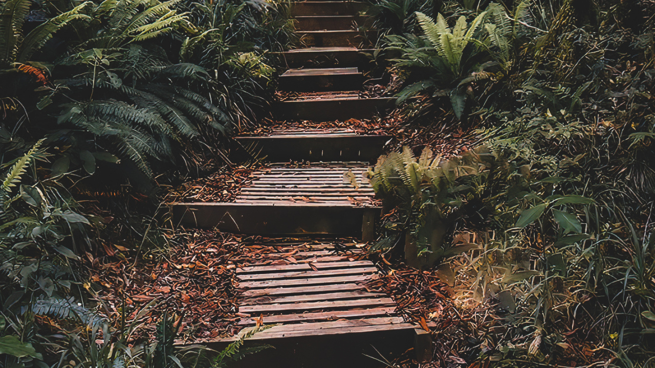 Nature, Plant, Plant Community, Wood, Natural Landscape. Wallpaper in 1280x720 Resolution