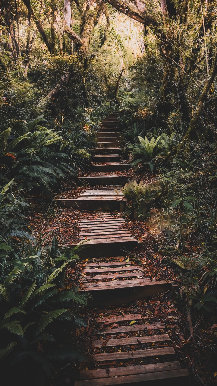 Nature, Plant, Plant Community, Wood, Natural Landscape. Wallpaper in 720x1280 Resolution