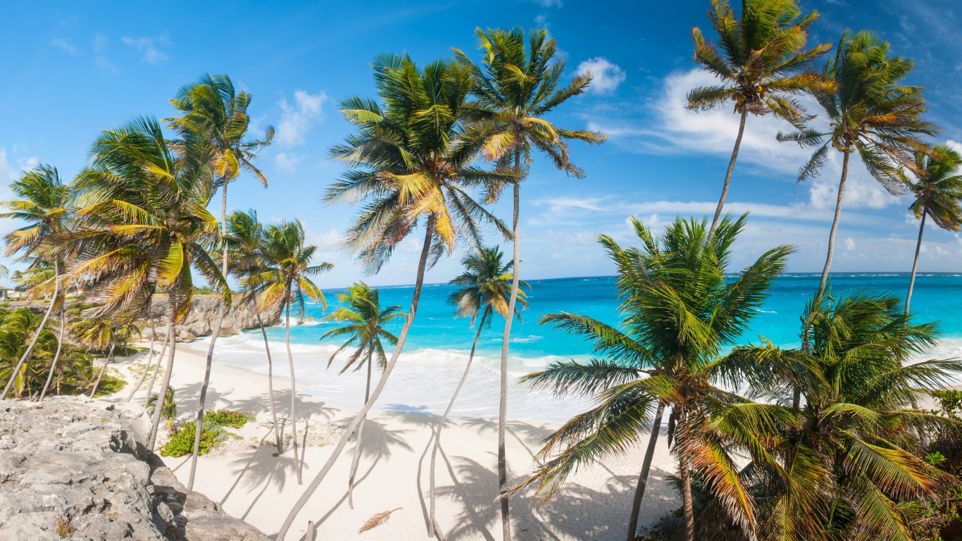 Palm Trees on Beach During Daytime. Wallpaper in 1366x768 Resolution