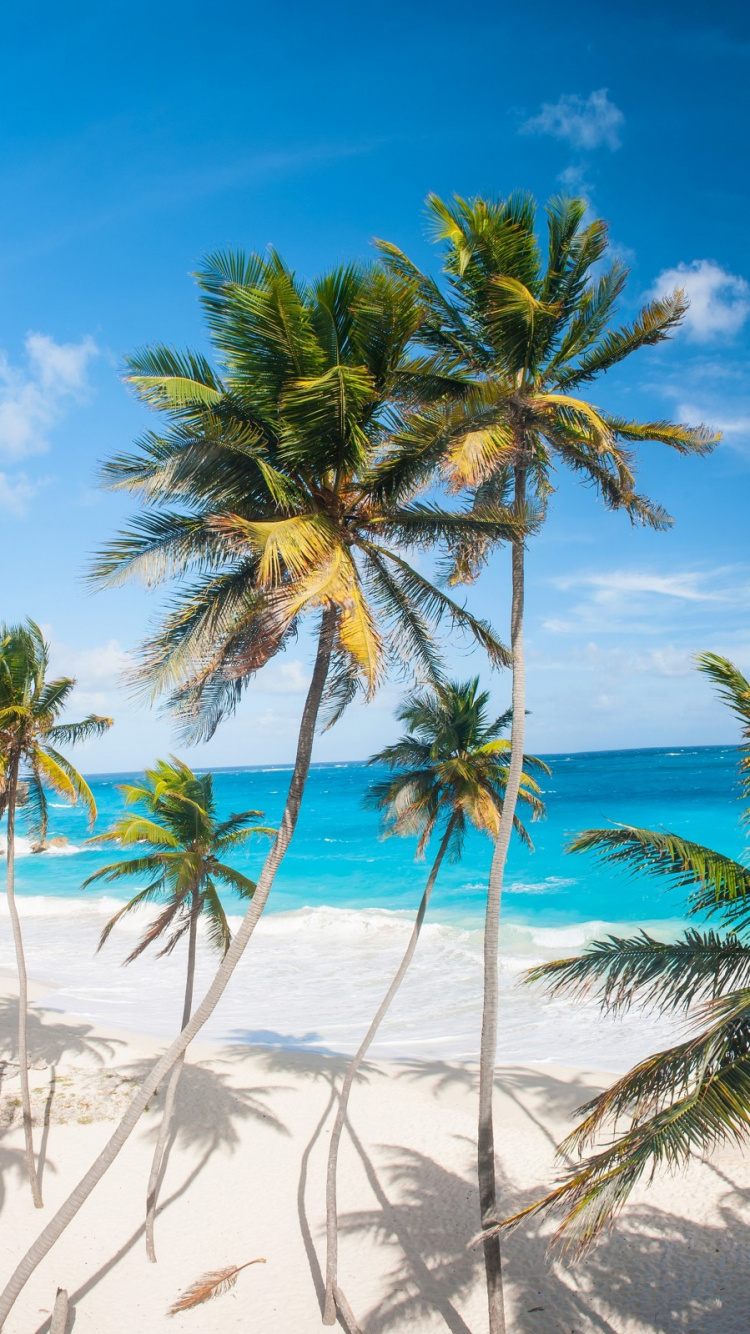 Palm Trees on Beach During Daytime. Wallpaper in 750x1334 Resolution