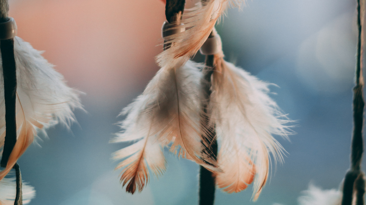 White Feather in Close up Photography. Wallpaper in 1280x720 Resolution