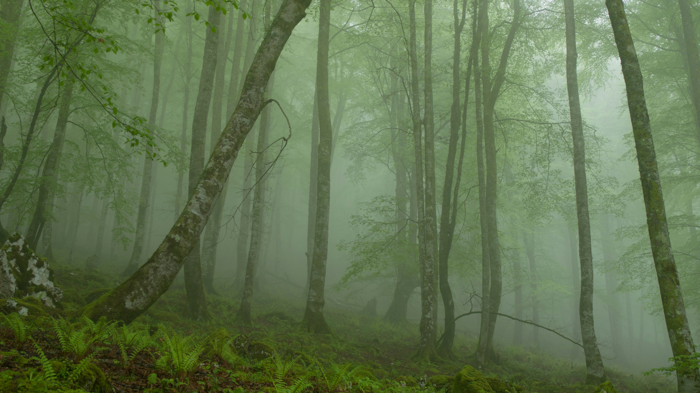Herbe Verte et Arbres Couverts de Brouillard. Wallpaper in 1366x768 Resolution
