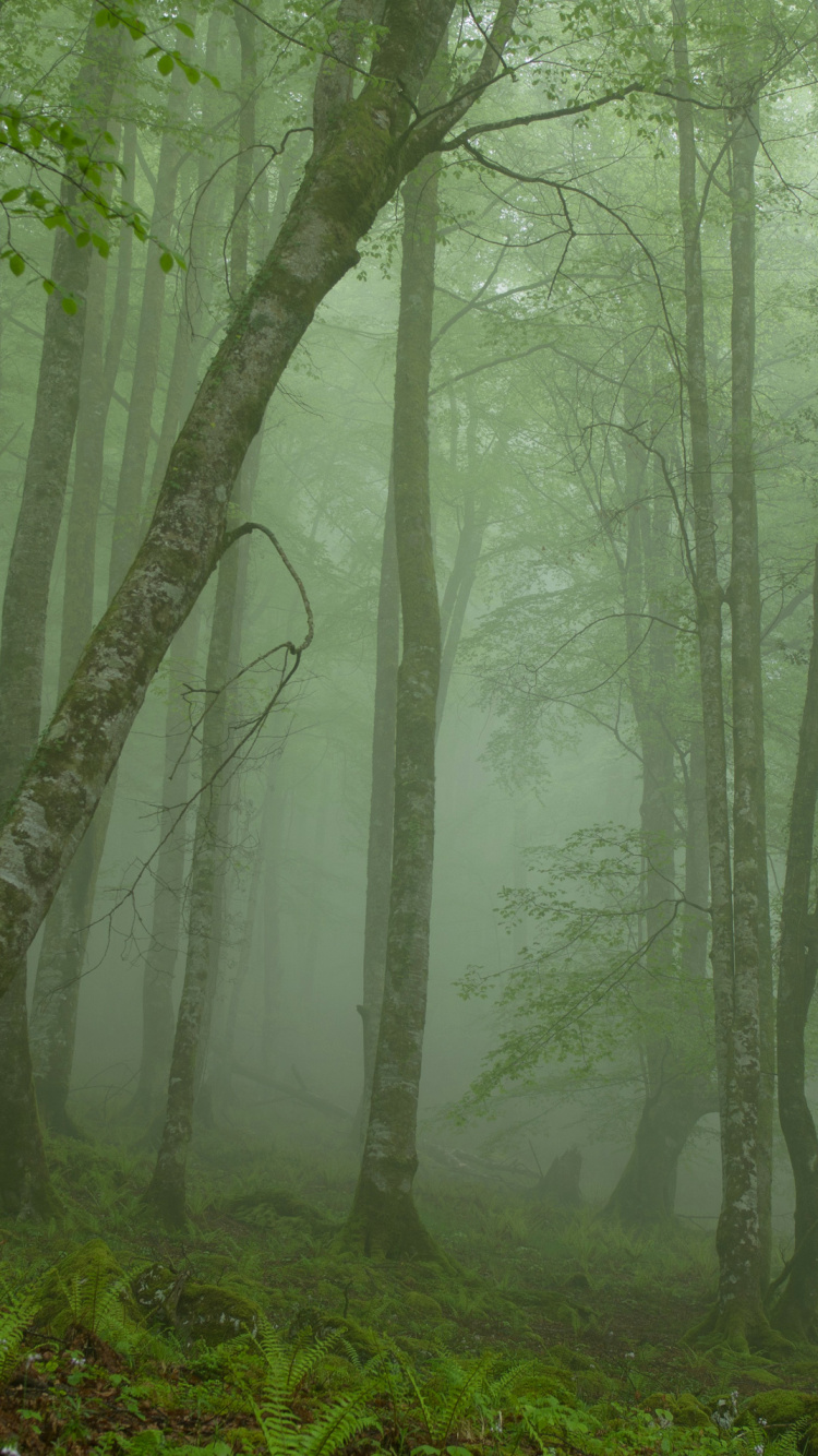 Grünes Gras Und Bäume Mit Nebel Bedeckt. Wallpaper in 750x1334 Resolution