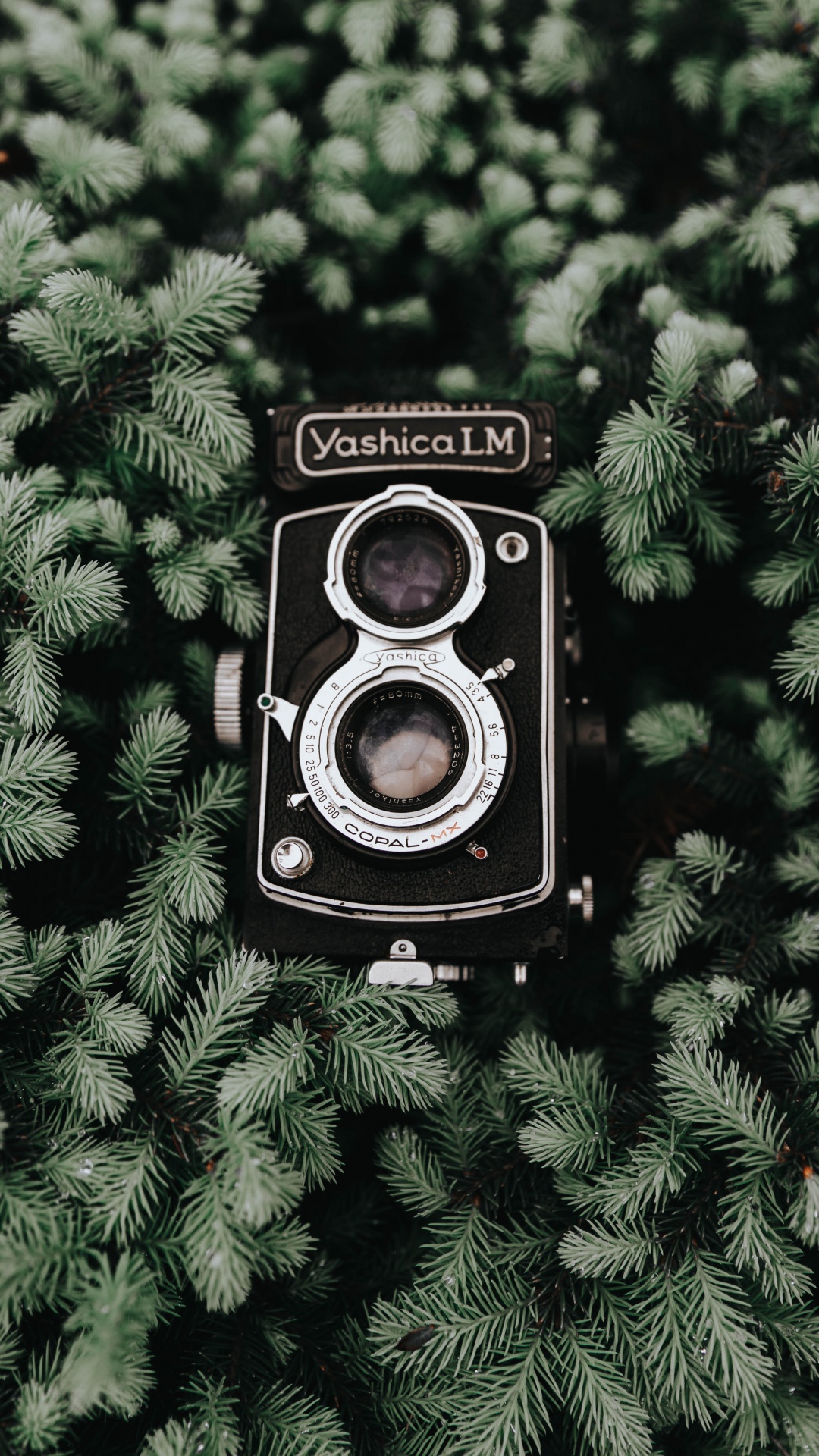 Black Nikon Camera on Green Plant. Wallpaper in 1080x1920 Resolution