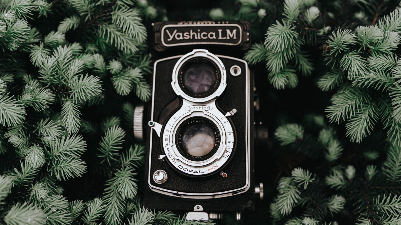 Black Nikon Camera on Green Plant. Wallpaper in 1280x720 Resolution