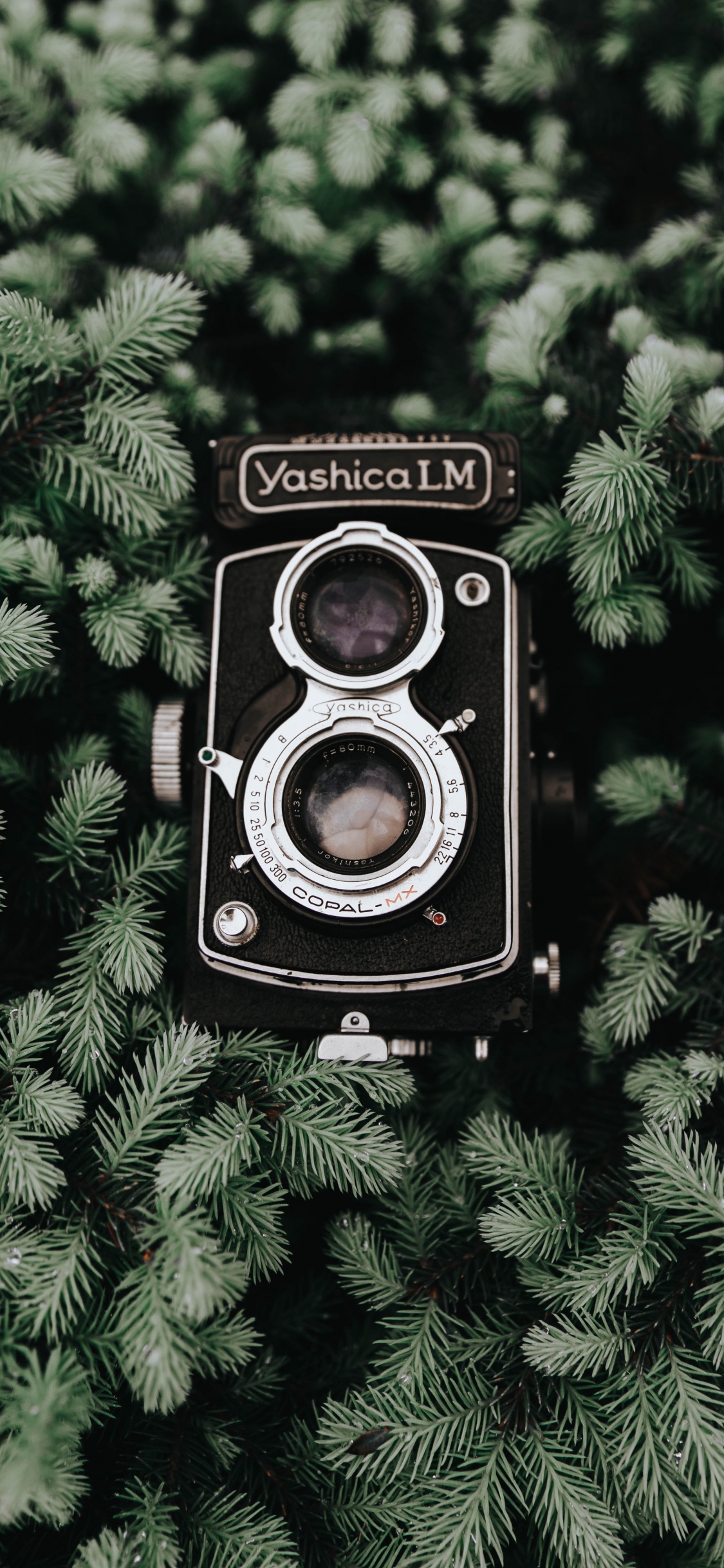 Schwarze Nikon-Kamera Auf Grüner Pflanze. Wallpaper in 1125x2436 Resolution